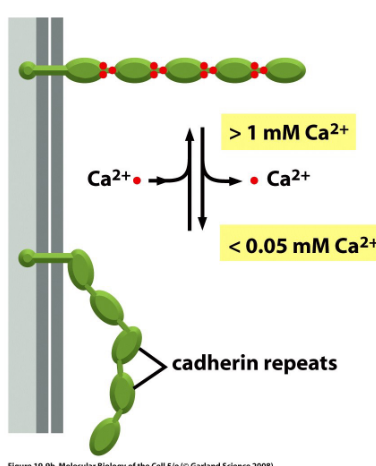 Cadherin Adhesion Using Calcium Ions