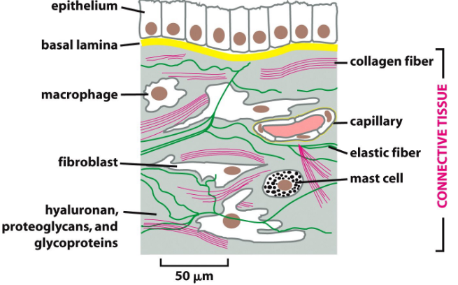 Extracellular Matrix of Animal Connective Tissues
