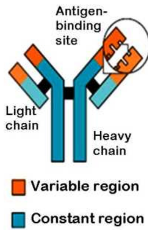 Structure of an Antibody