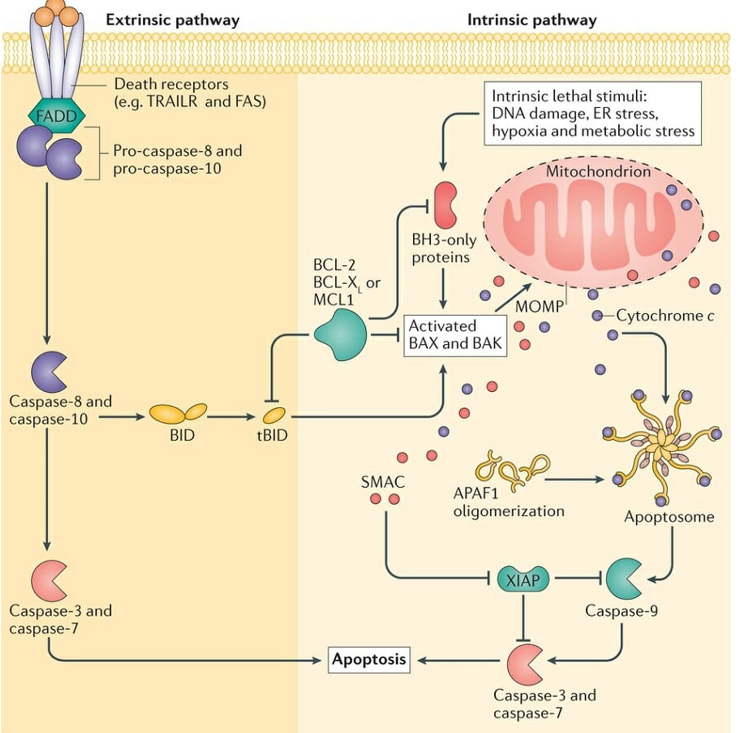 Pathways of Apoptosis