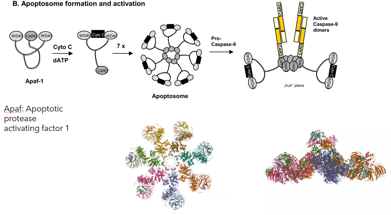 Formation of the Apoptosome