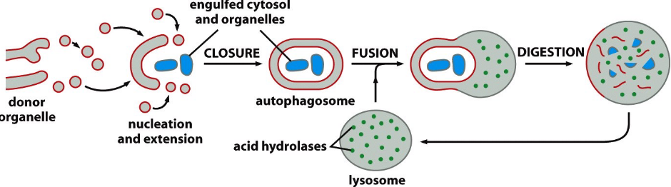 Schematic of Autophagy