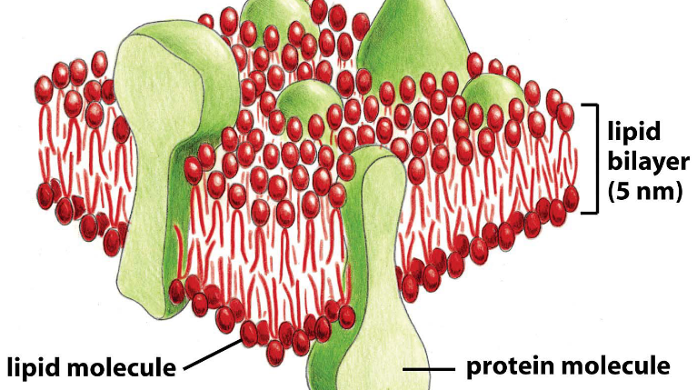 A Leaflet of the Lipid Bilayer