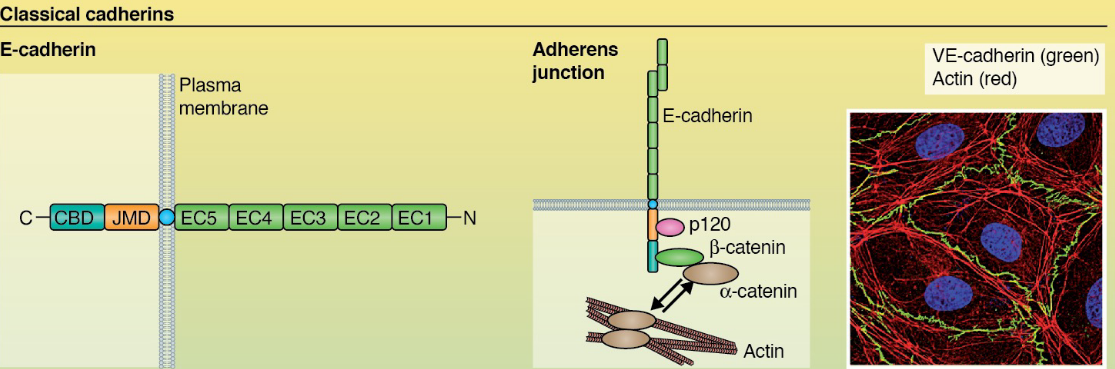 Linkage of Cadherin to the Actin Cytoskeleton