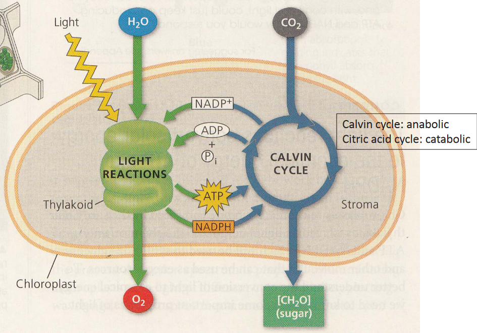 Reactions of Photosynthesis