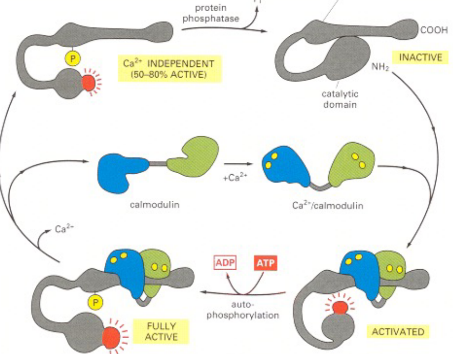 CaMKII Activation