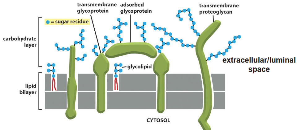 Several Membrane Carbohydrates