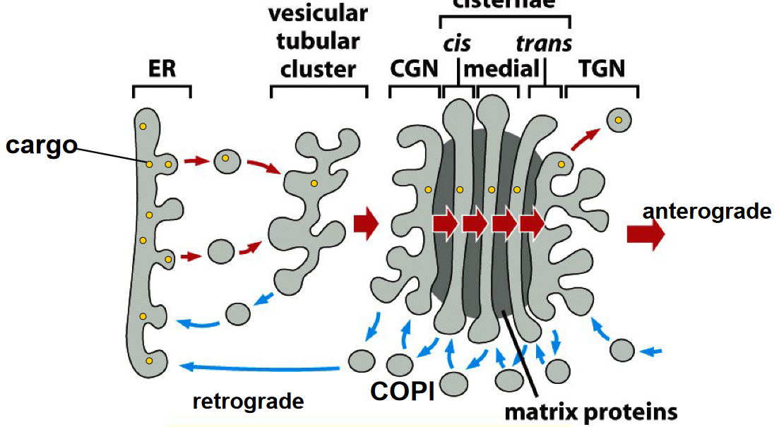 Cargo Transport via Maturation Model