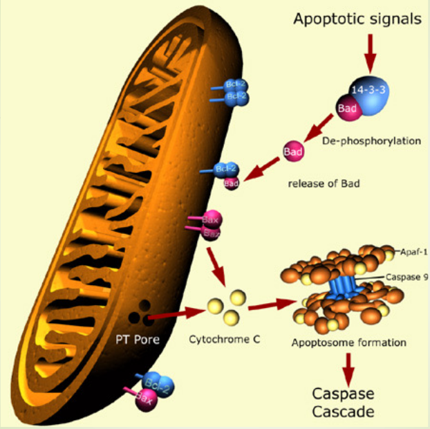 Diagram of the Caspase Cascade