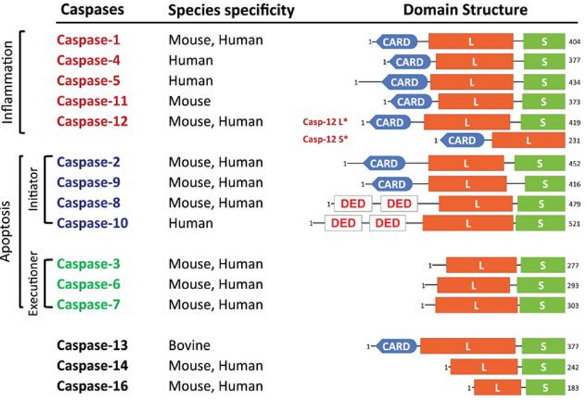 Some Caspases Known to Science