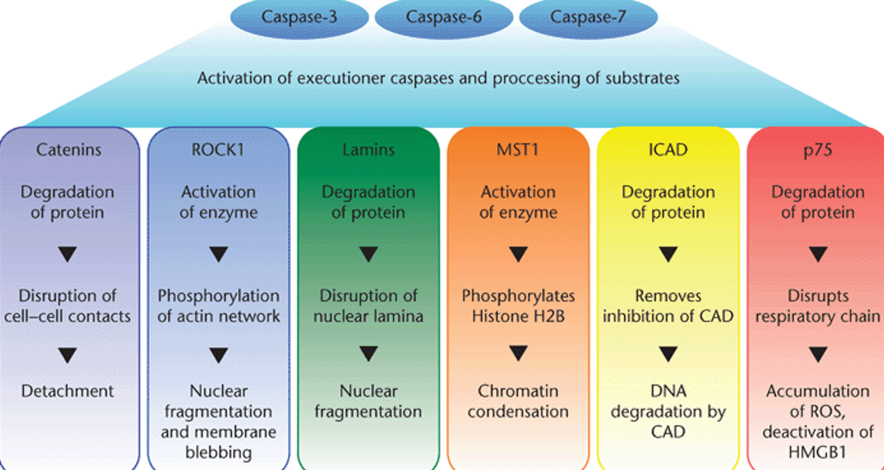 Sub-products of Caspase Activations