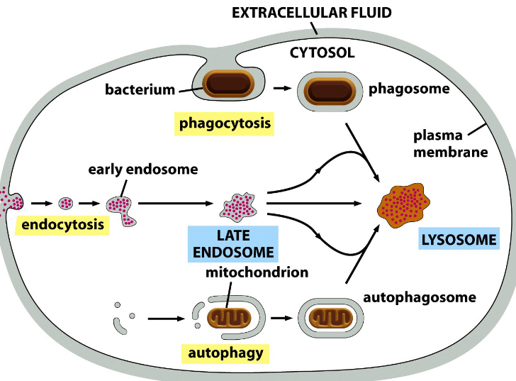 Phagocytosis and Autophagy Degrading Lysosomes