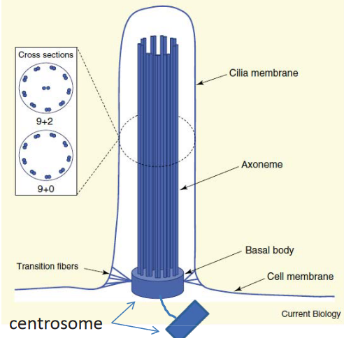 Structure of Cilia