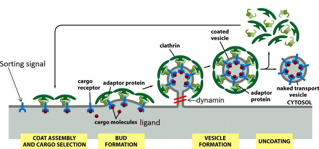 Clathrin-Dependent Endocytosis