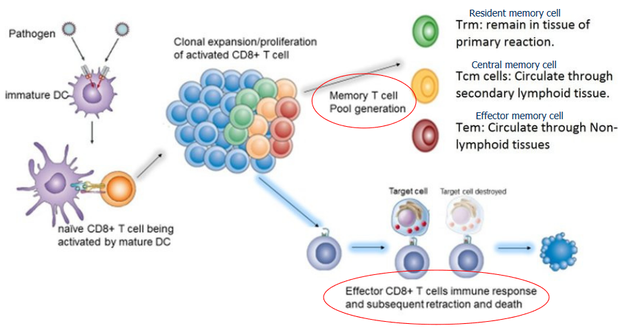 Clonal Expansion