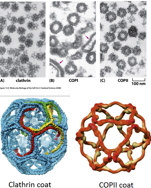 Three Types of Vesical Coats