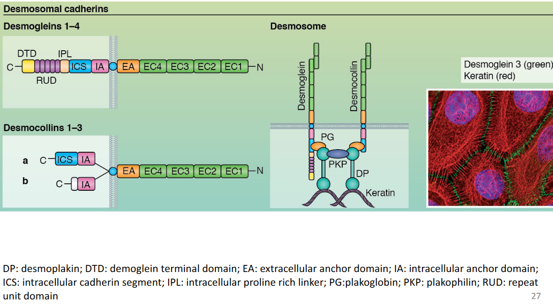Desmosomal Cadherins are Linked to Intermediate Filaments