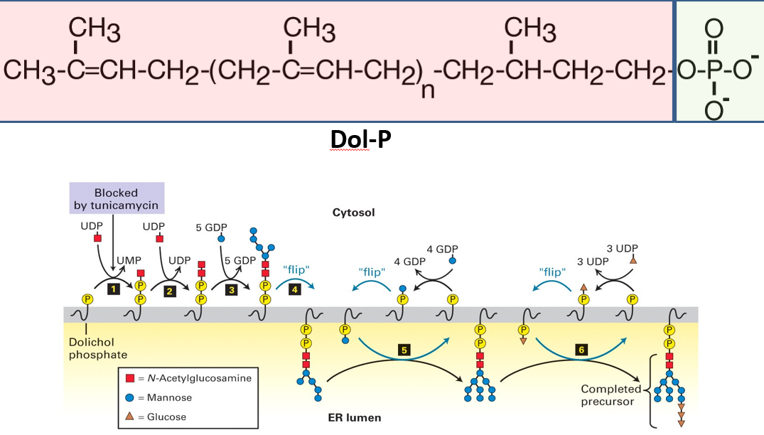 Structure and Location of Dolichol