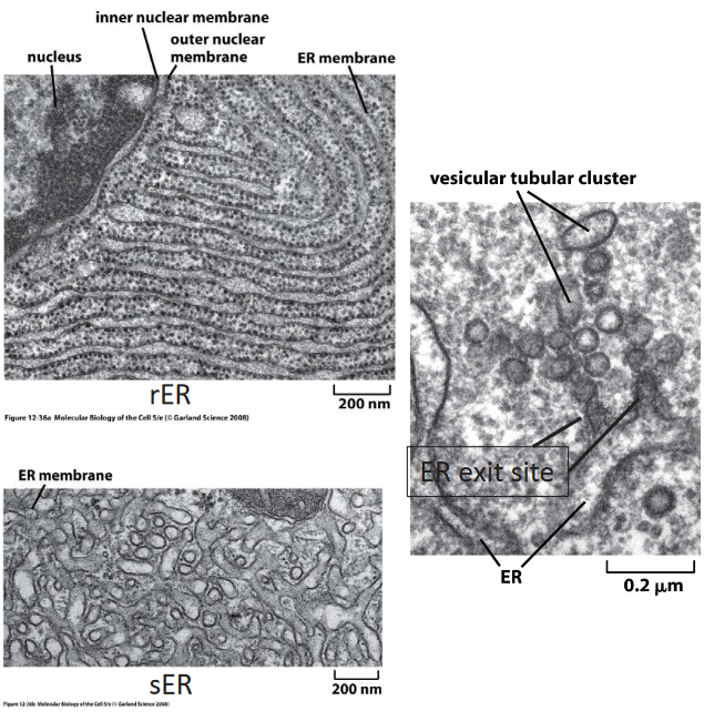 Domains of the ER