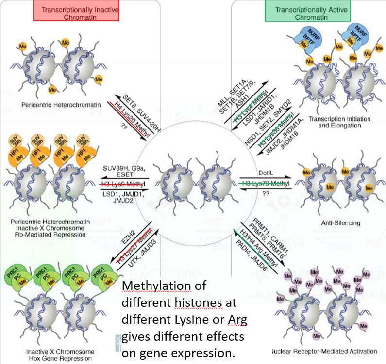 Effect of Methylation on Chromatin