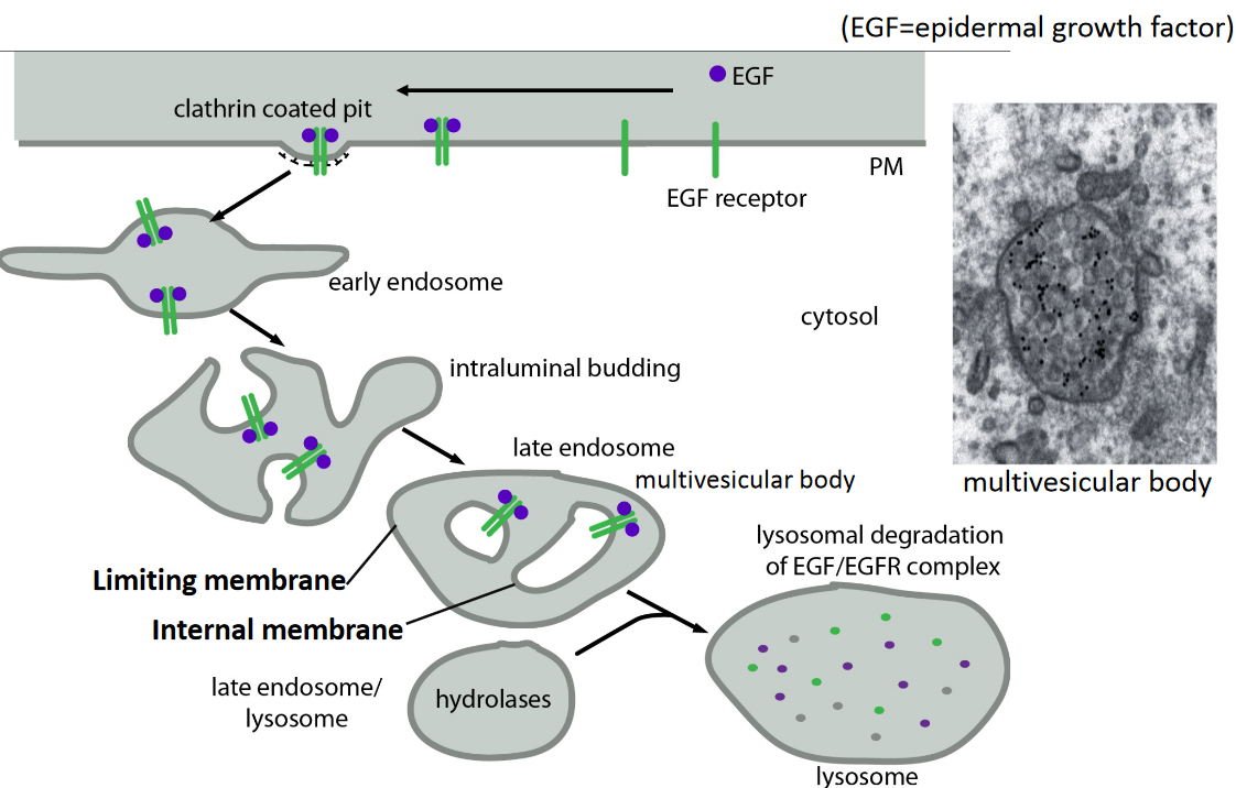 Diagram Representing the Endocytosis of the EGF/EGF Receptor