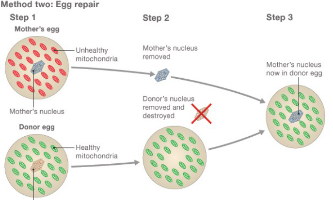 Egg Treatment in Three-Person Baby Formation