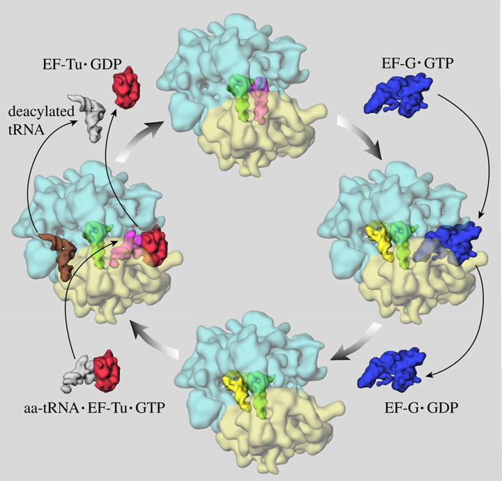 Elongation in Protein Synthesis