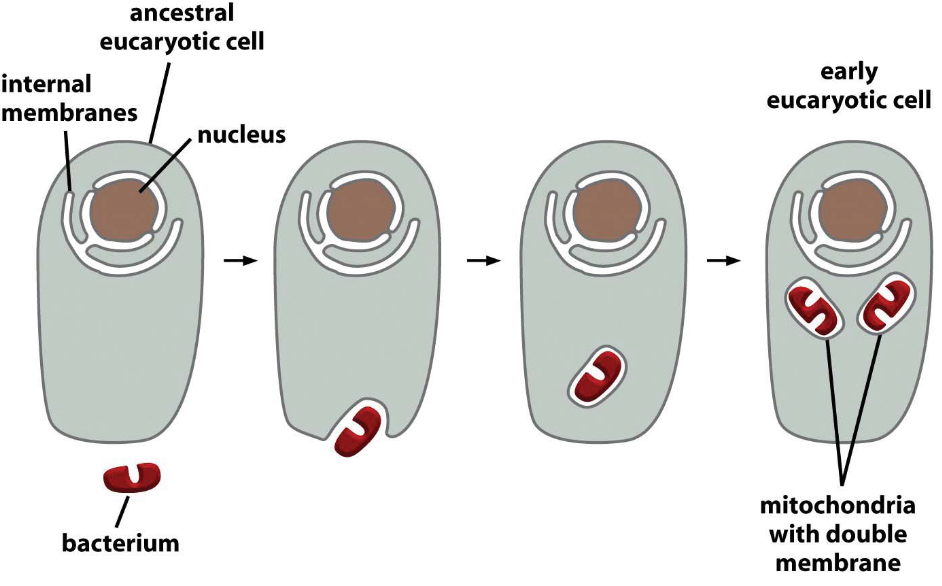 Evolution of the Mitochondria