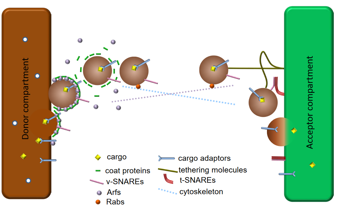 Professor Lei's Vesicular Trafficking Model