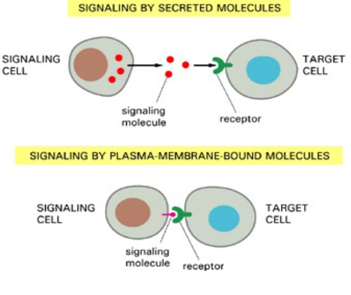 Extracellular Signalling