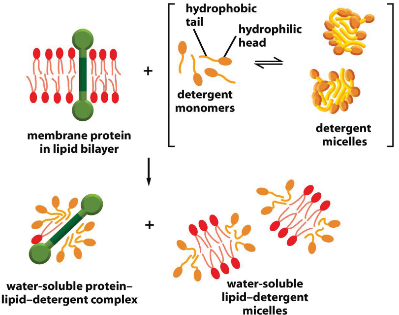 Membrane Solubilizing with Detergents