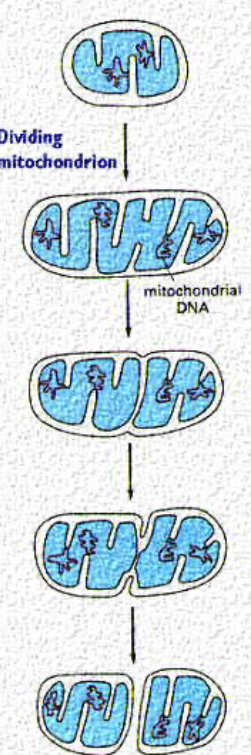 Fission and Fusion in a Mitochondrion