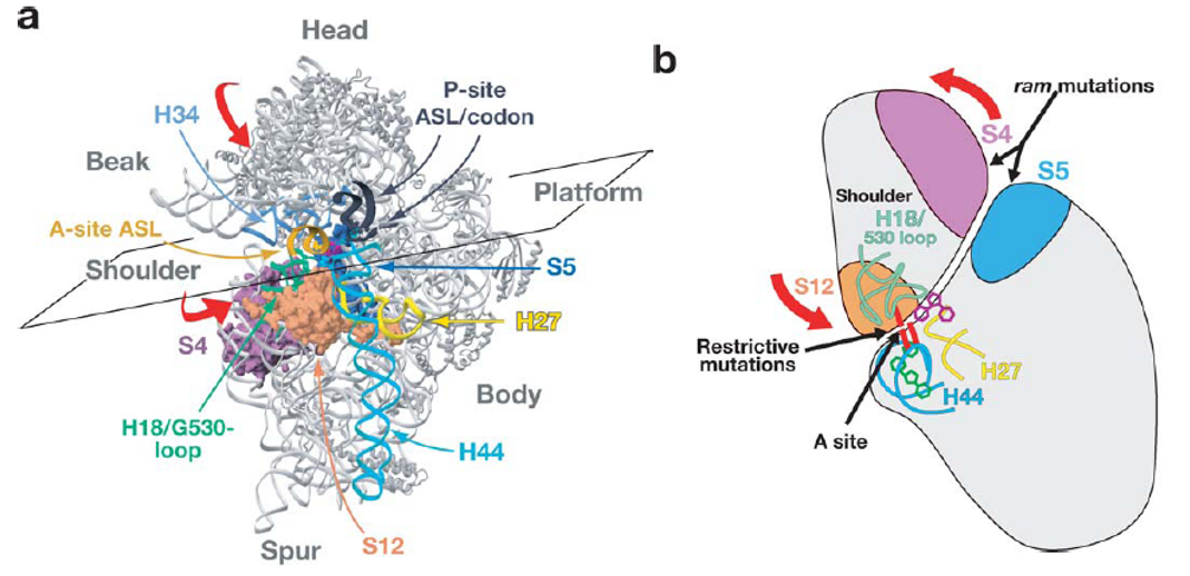 Induced Fits in the Induced-Fit Model