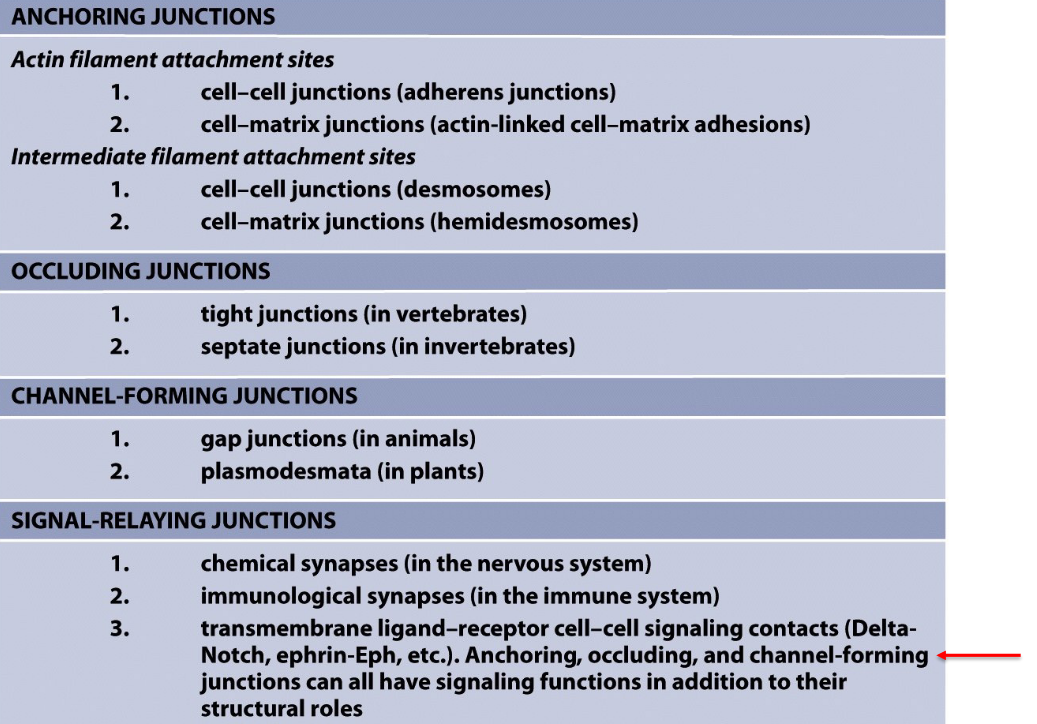 Classifications of the Four Main Types of Junctions