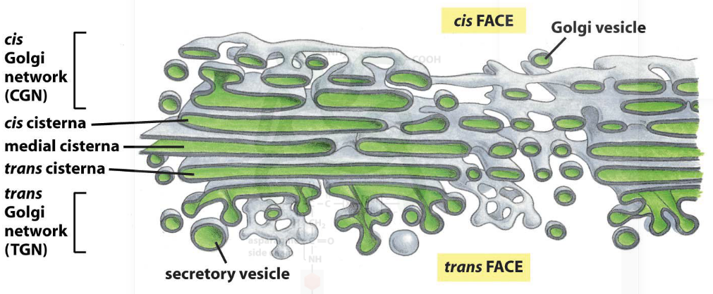 Diagram of the Golgi Complex