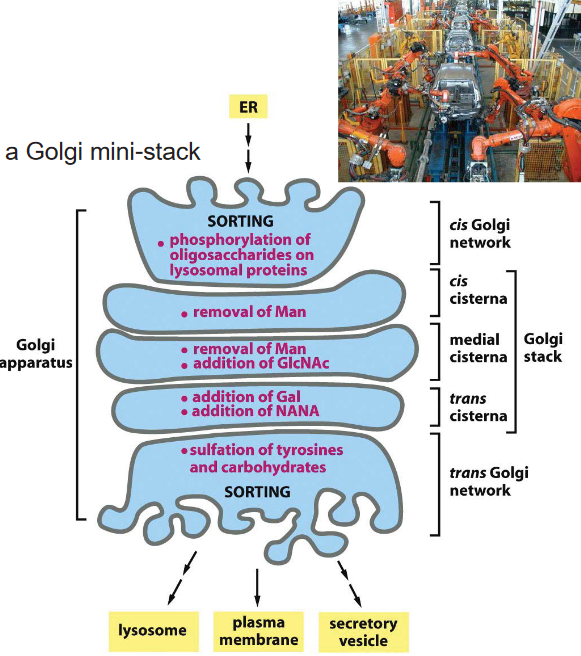 Oligosaccharide Processing in the Golgi Complex