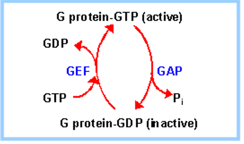 Graphic Summarizing GDP and GTP Binding in Proteins