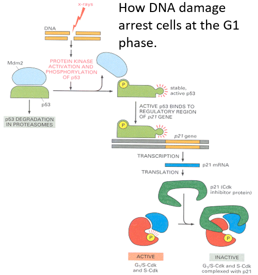 Phosphorylation During Mitosis in the S Phase