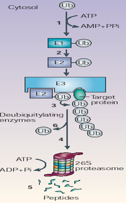 Steps of Ubiquitination