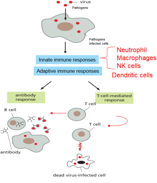 Differences Between Adaptive and Innate Immune System