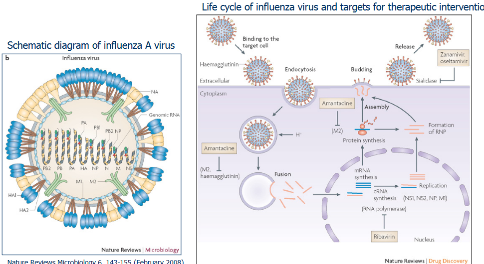 Schematics of the Influenza Virus