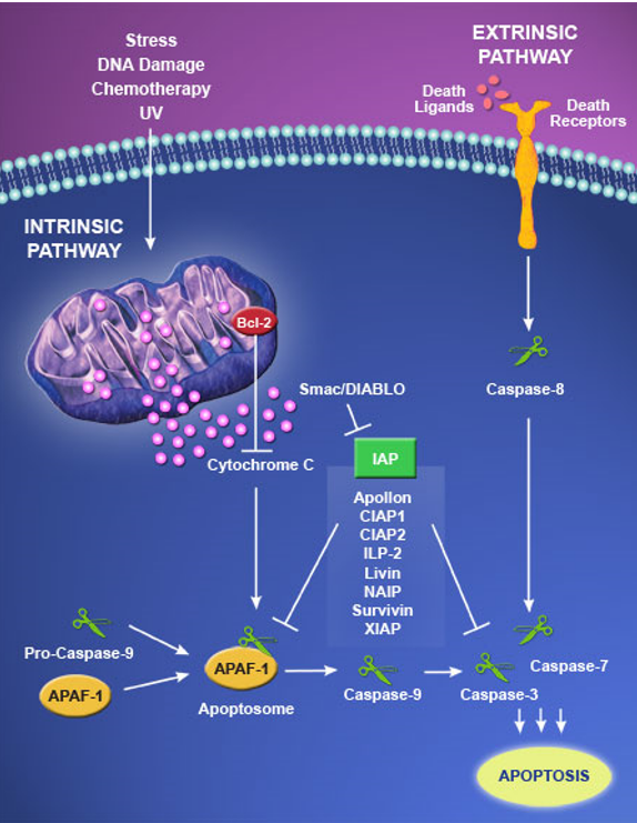 Inhibiting Apoptosis