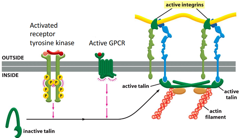 Inside-Out Activation of Integrins