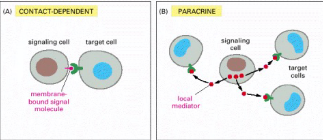 Types of Intracellular Signalling