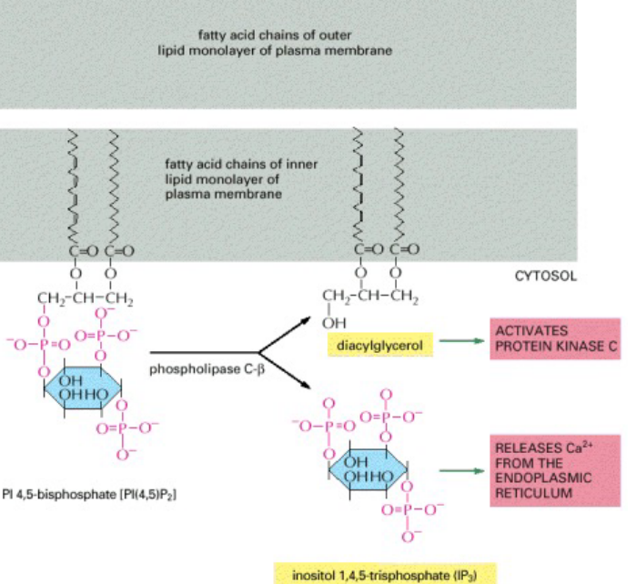 Hydrolysis of PIP~2~ by Phospholipase C