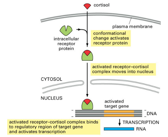 Example Mechanism of Cortisol Interacting with an Intracellular Receptor Protein