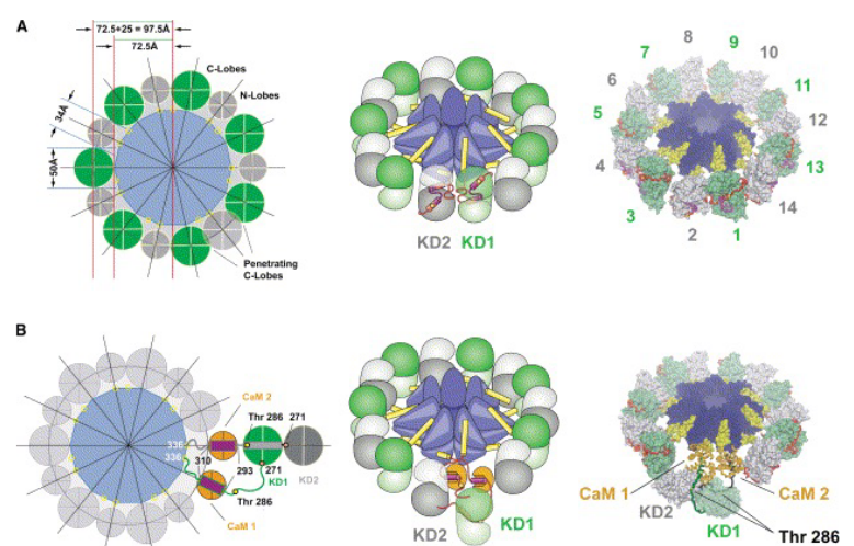 Tetrameric Isoforms of CaMKII