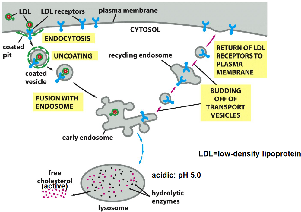 Diagram Representing the Endocytosis of the LDL/LDL Receptor