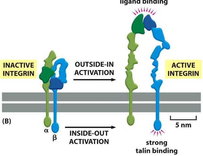 Conformations of Ligand Binding