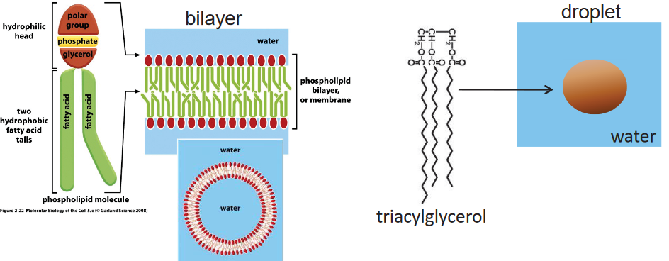 Aggregation of Membrane Lipids and a Single Triacylglycerol Molecule